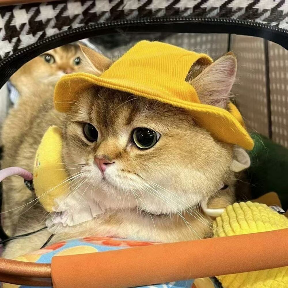 Pet Bucket Hat for Cats & Dogs - Sun Protection, Ear-Friendly Design